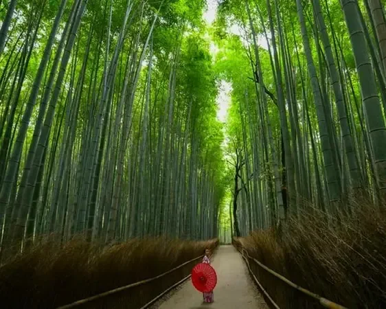 Bosco di bambù vicino a Kyoto