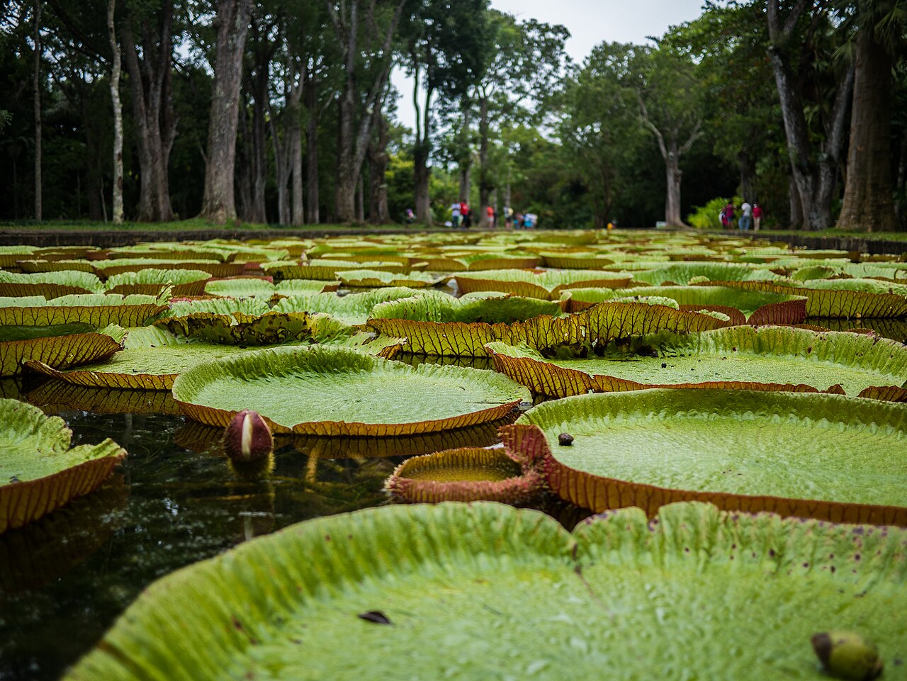 Le ninfee giganti del giardino botanico di Pamplemousses