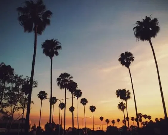 Palme al tramonto a Los Angeles